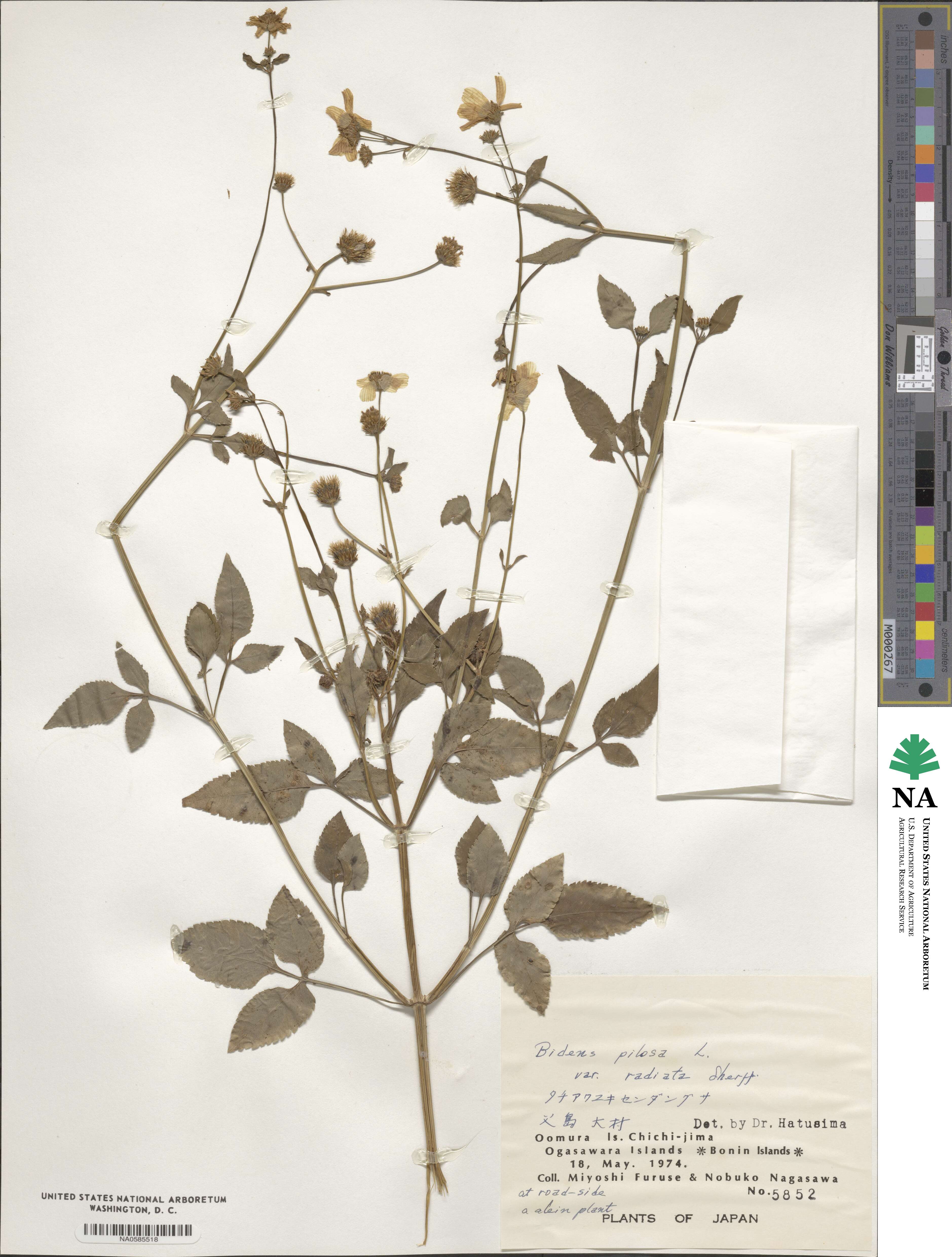 Bidens pilosa image