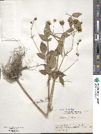 Bidens pilosa image