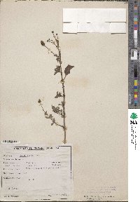 Bidens pilosa image