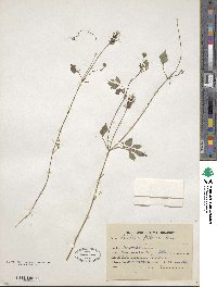 Bidens pilosa image