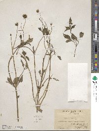 Bidens pilosa image