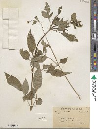 Bidens pilosa image