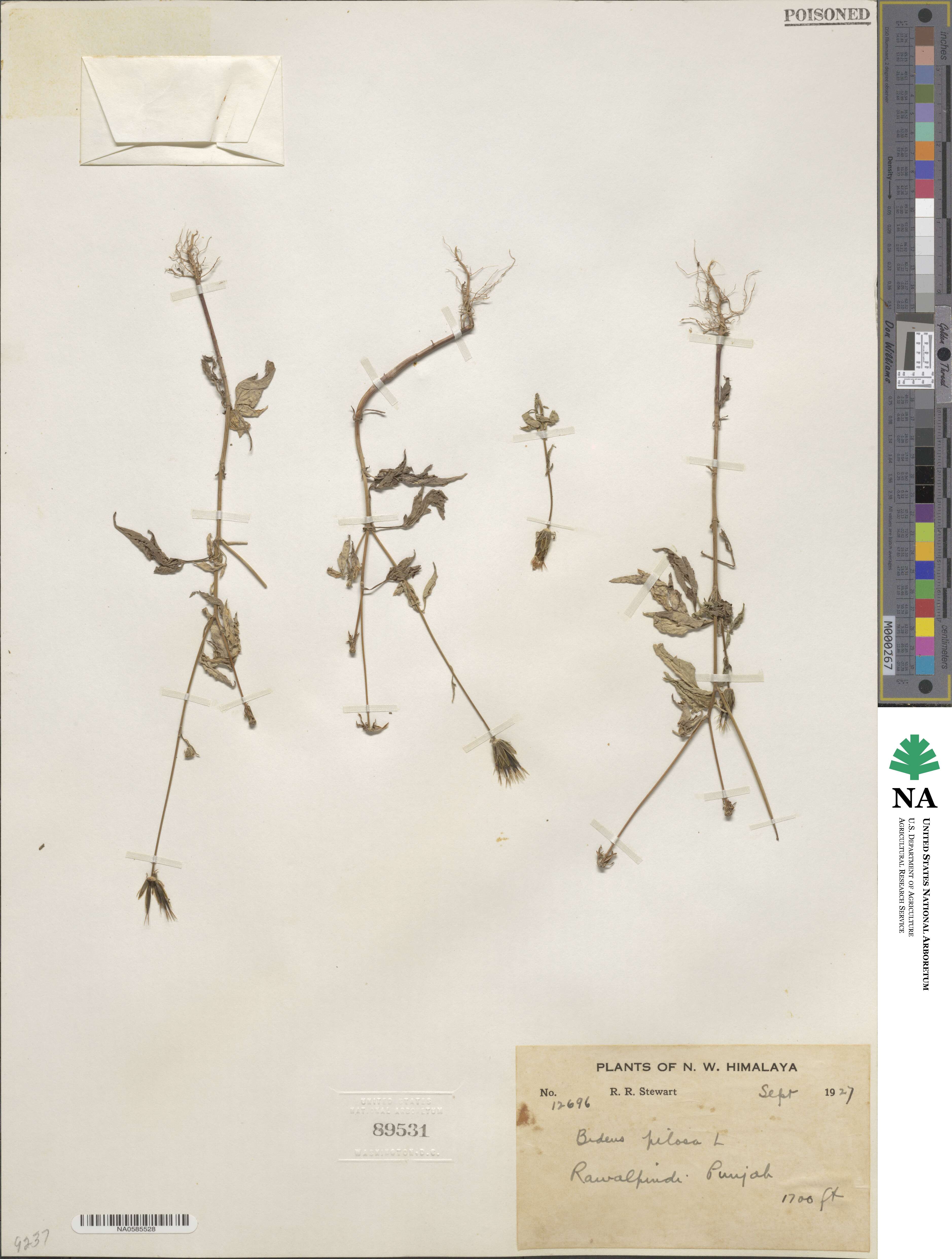 Bidens pilosa image