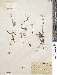 Bidens pilosa image