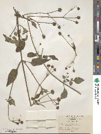 Bidens pilosa image