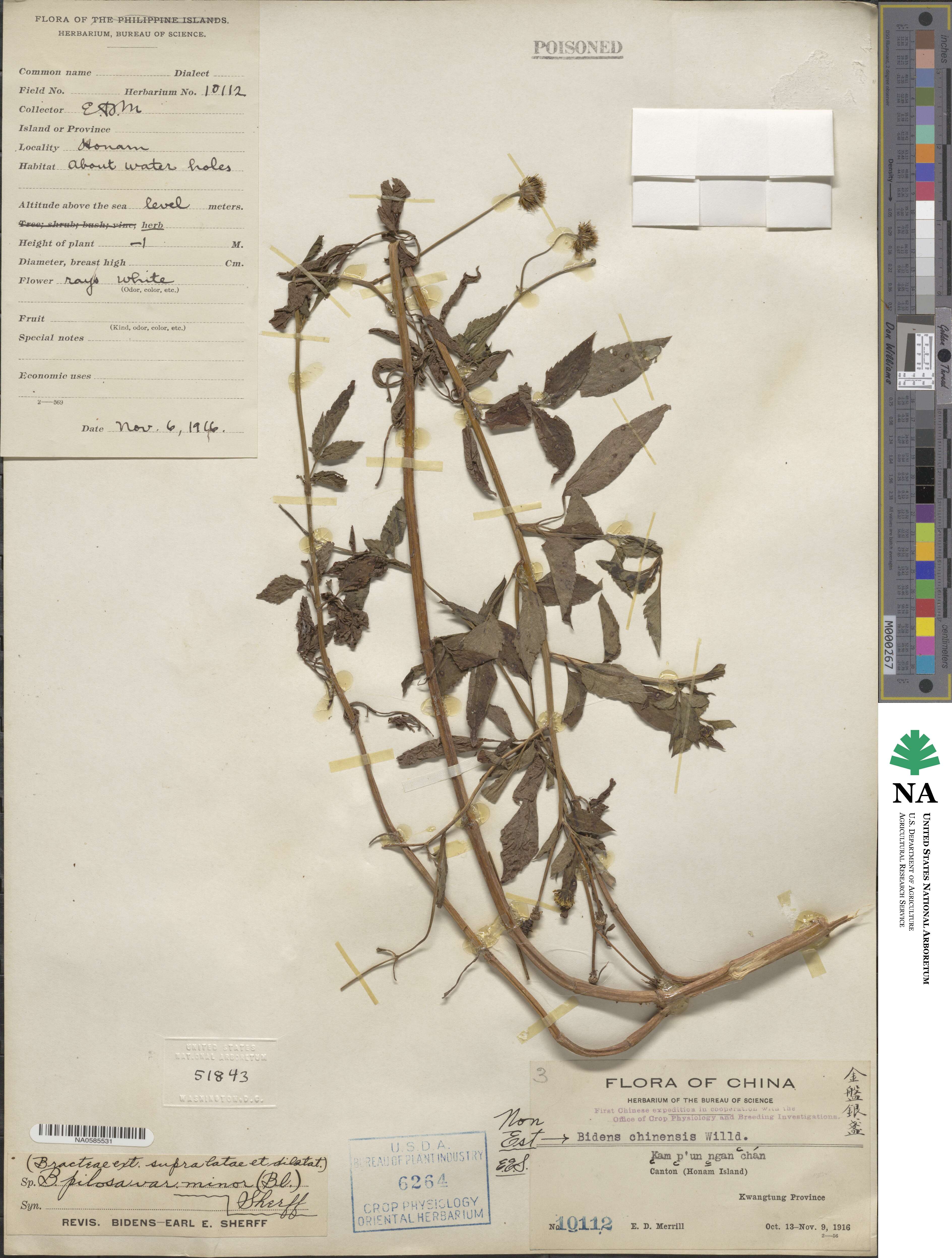 Bidens pilosa var. minor image