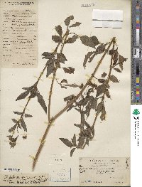 Bidens pilosa image