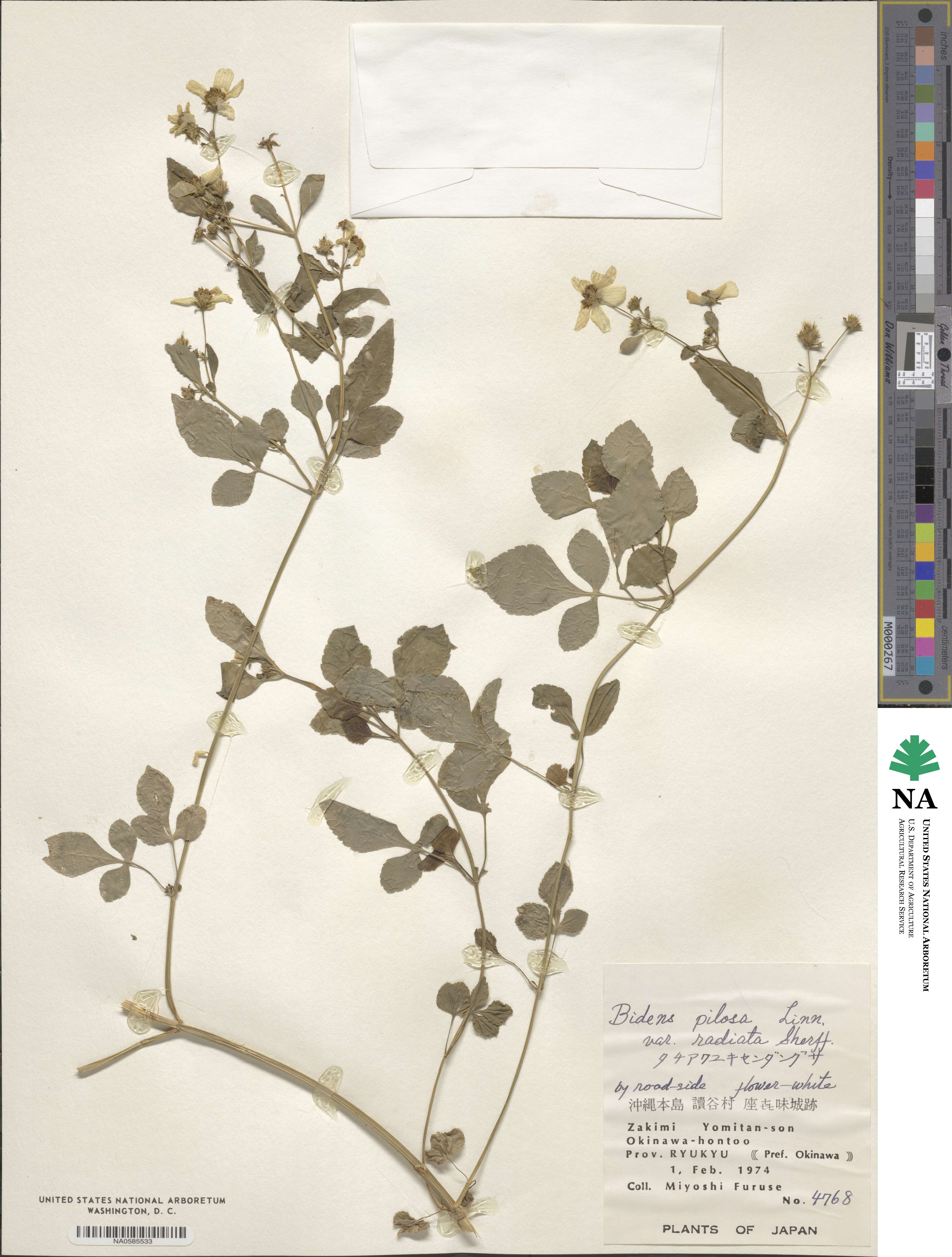 Bidens alba image