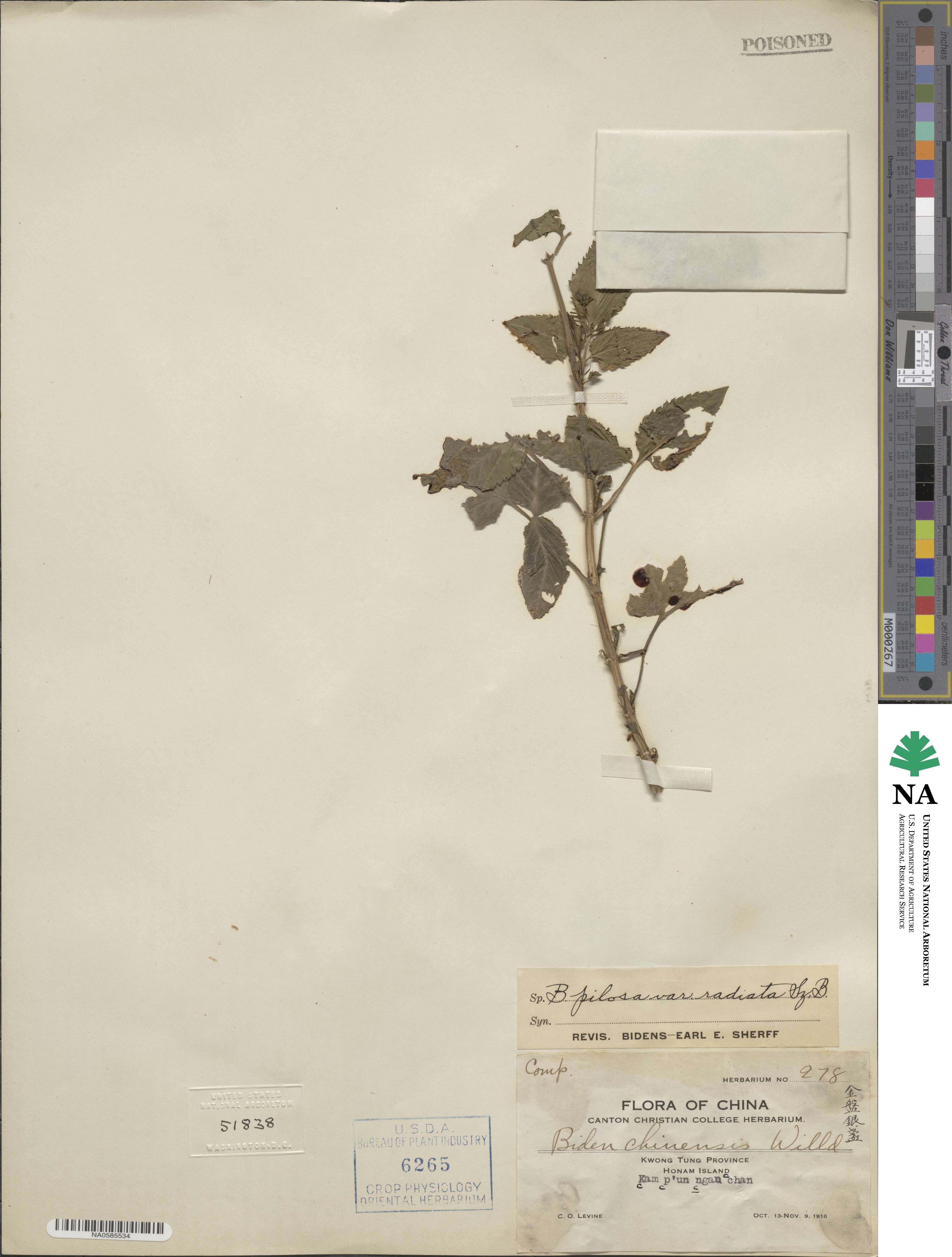 Bidens alba image