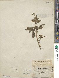 Bidens alba image