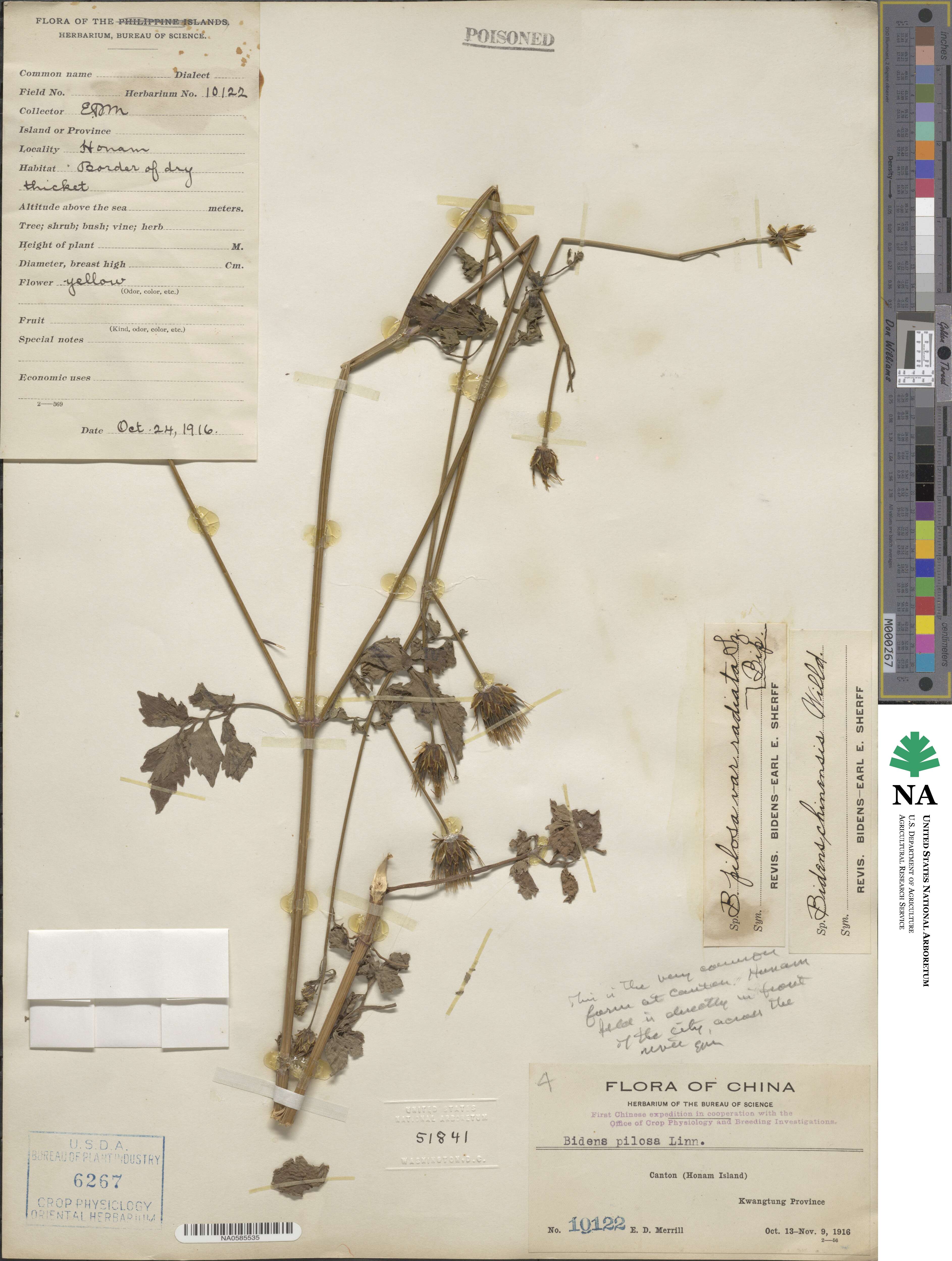 Bidens alba image