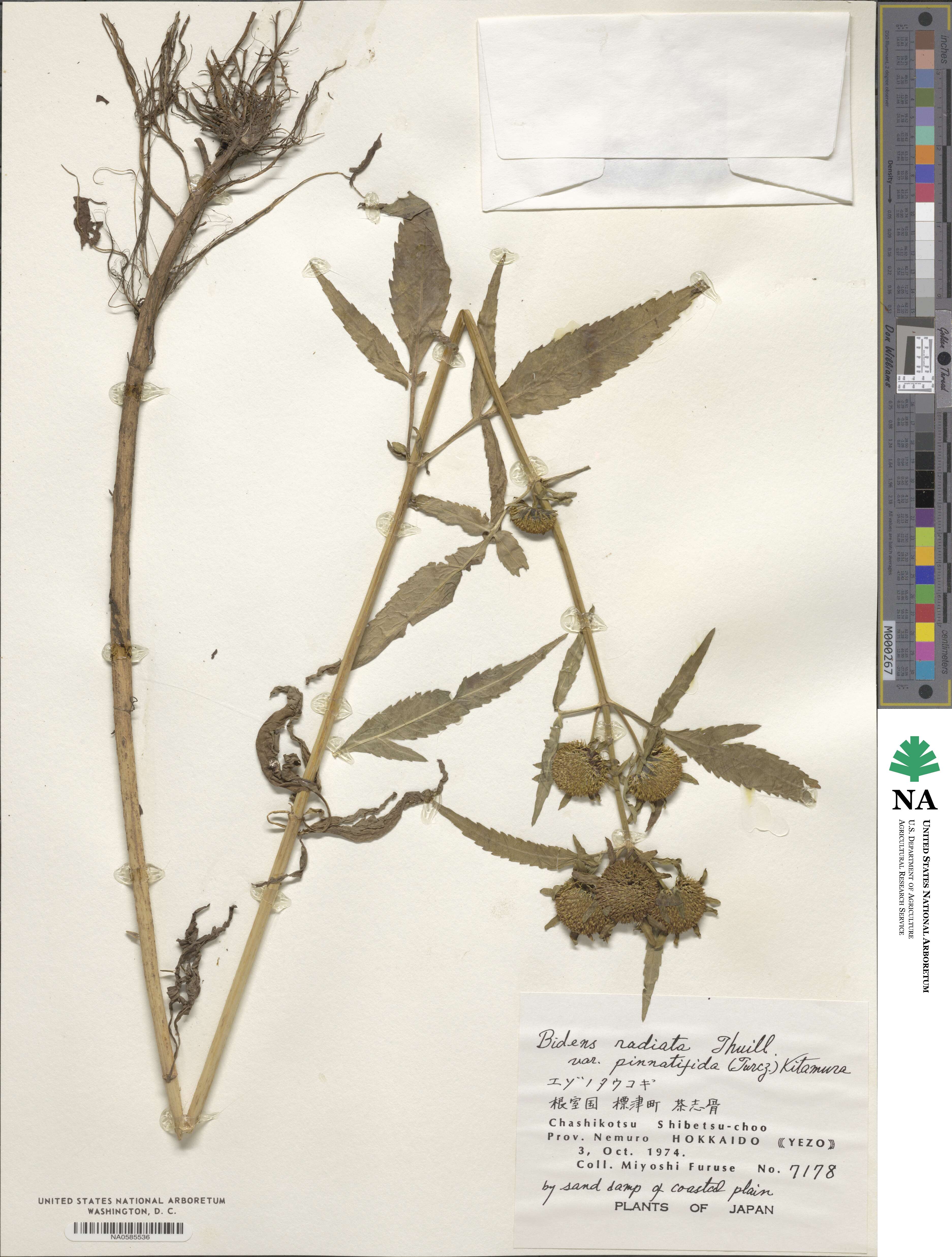 Bidens maximowicziana image