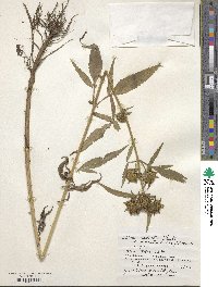 Image of Bidens maximowicziana