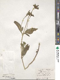 Bidens tripartita image