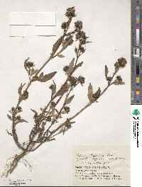 Bidens tripartita image