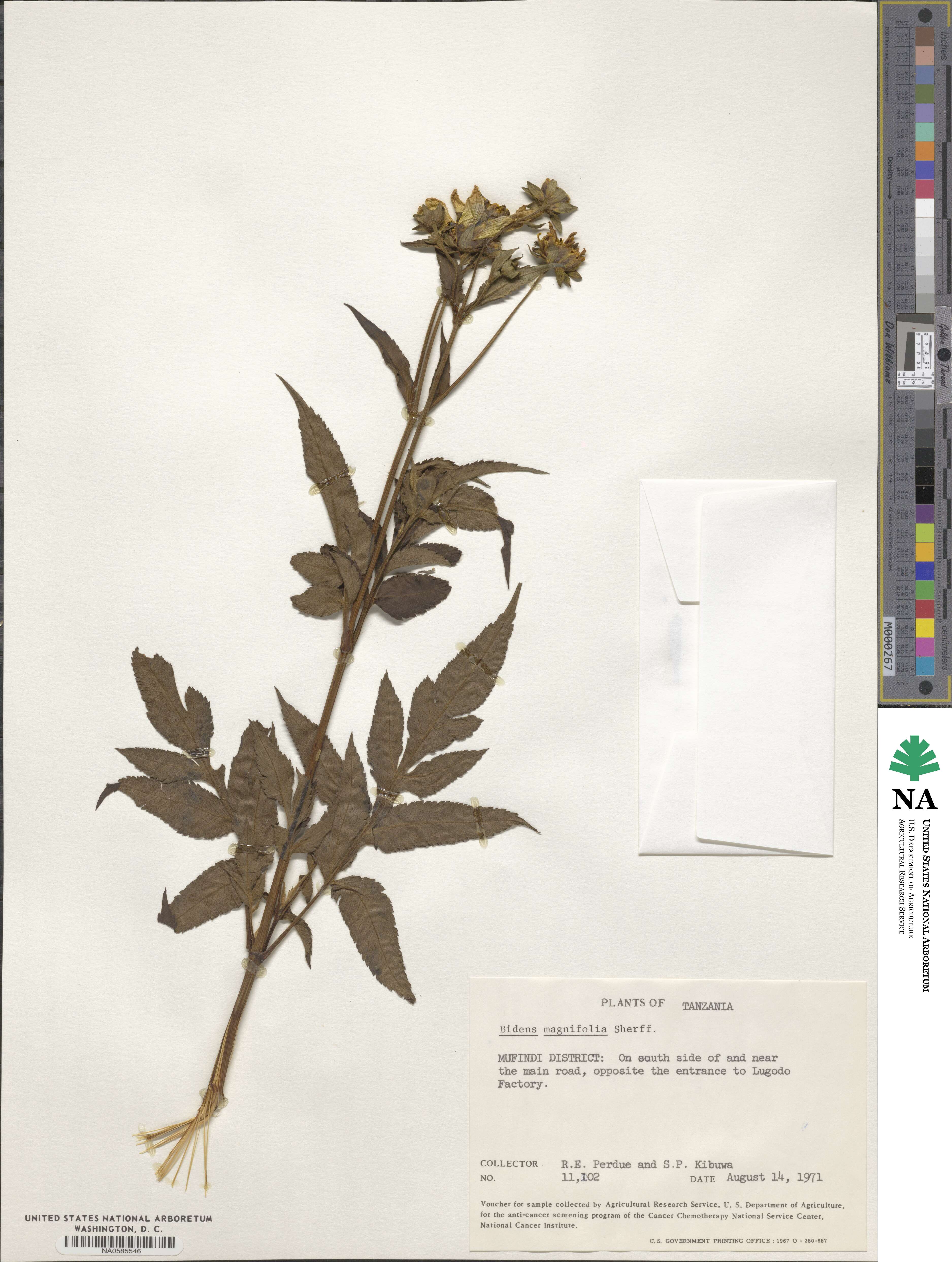 Bidens magnifolia image