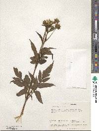 Image of Bidens magnifolia