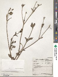 Bidens pilosa image