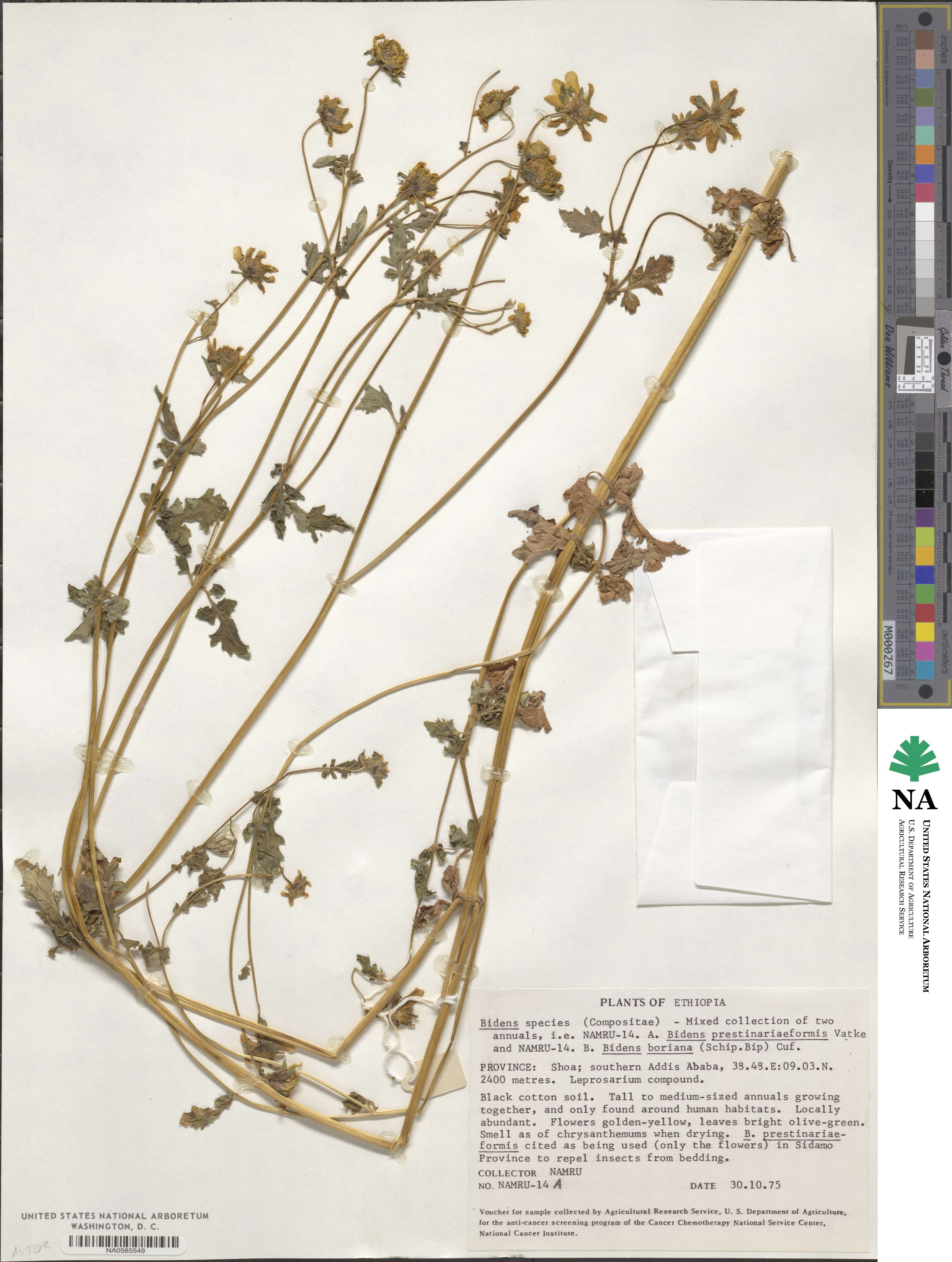 Bidens prestinaria image