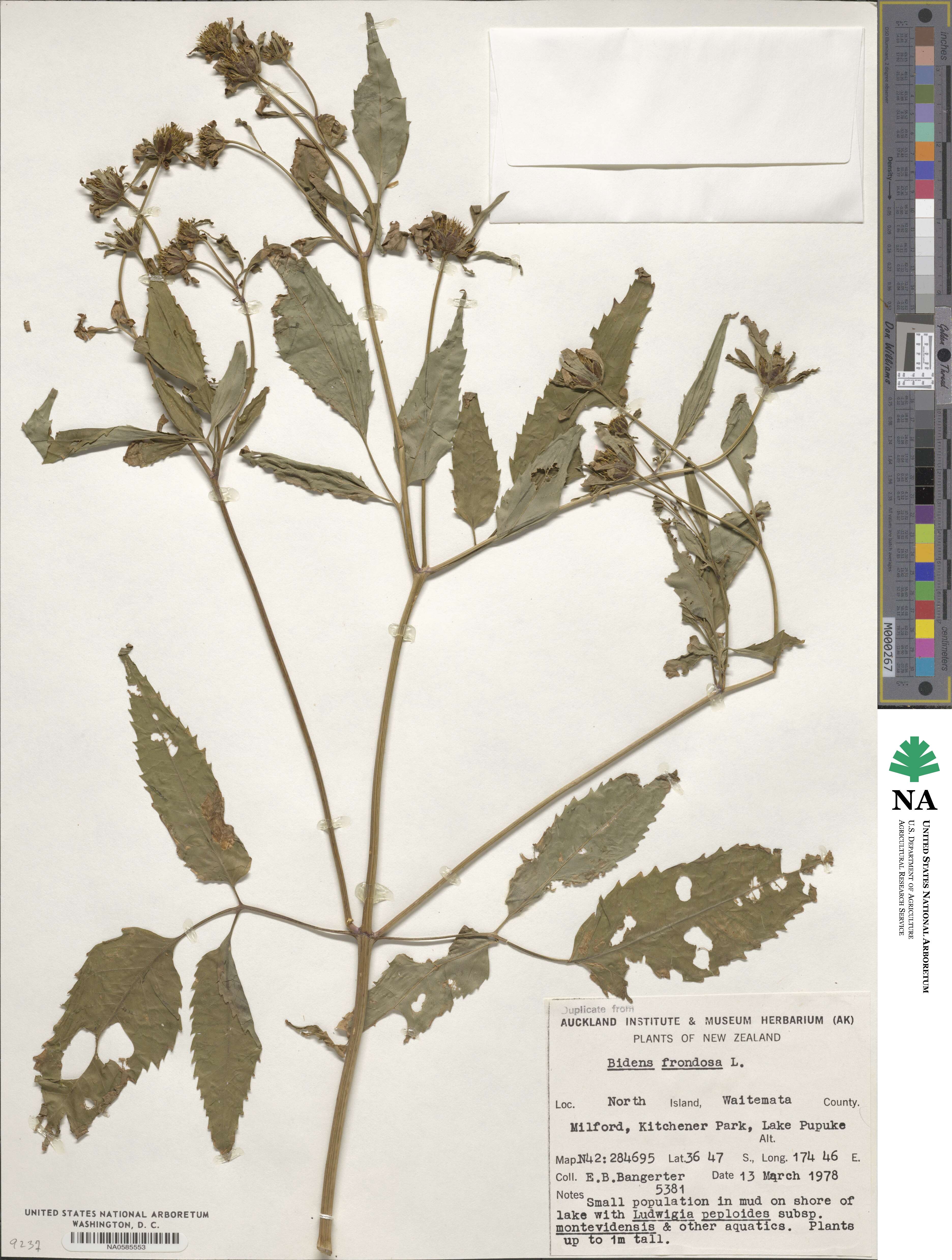 Bidens frondosa image