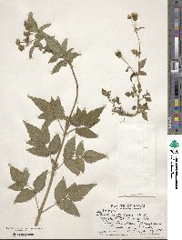 Bidens pilosa image