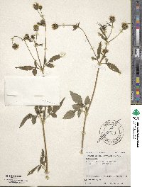 Bidens pilosa image