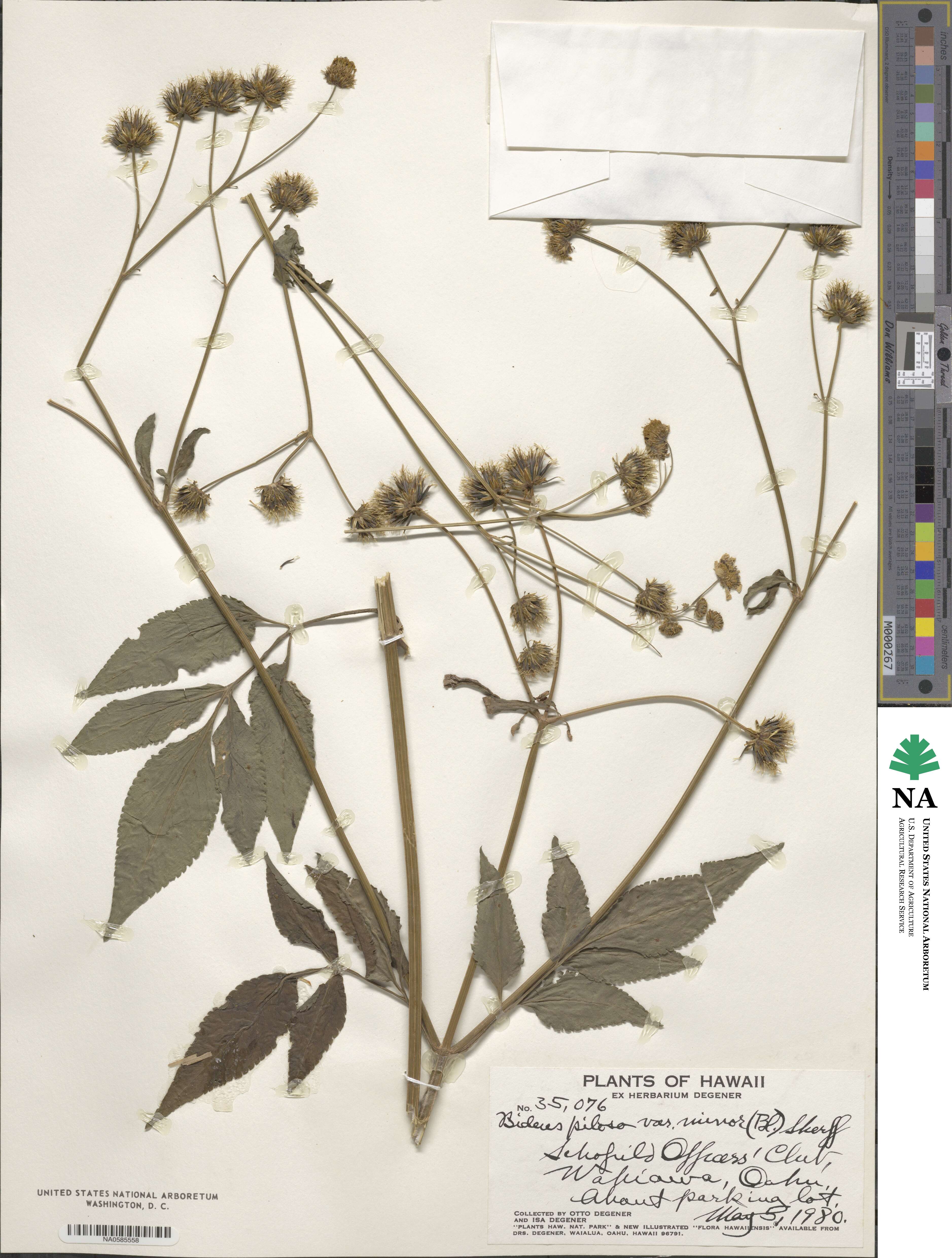 Bidens pilosa var. minor image