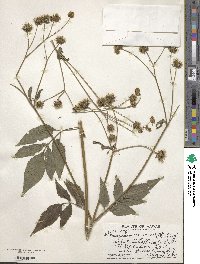 Bidens pilosa var. minor image