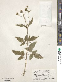 Bidens pilosa image