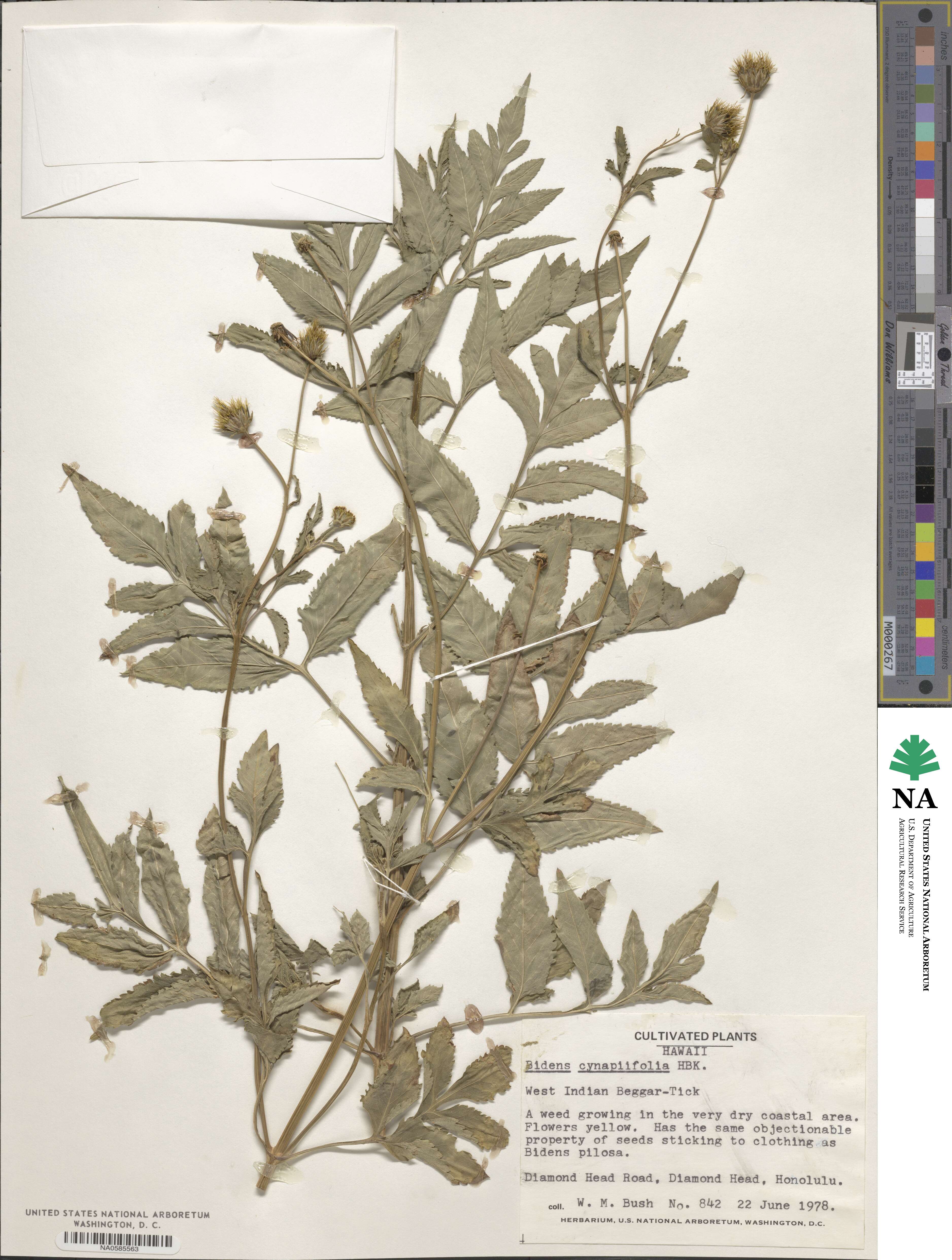 Bidens cynapiifolia image