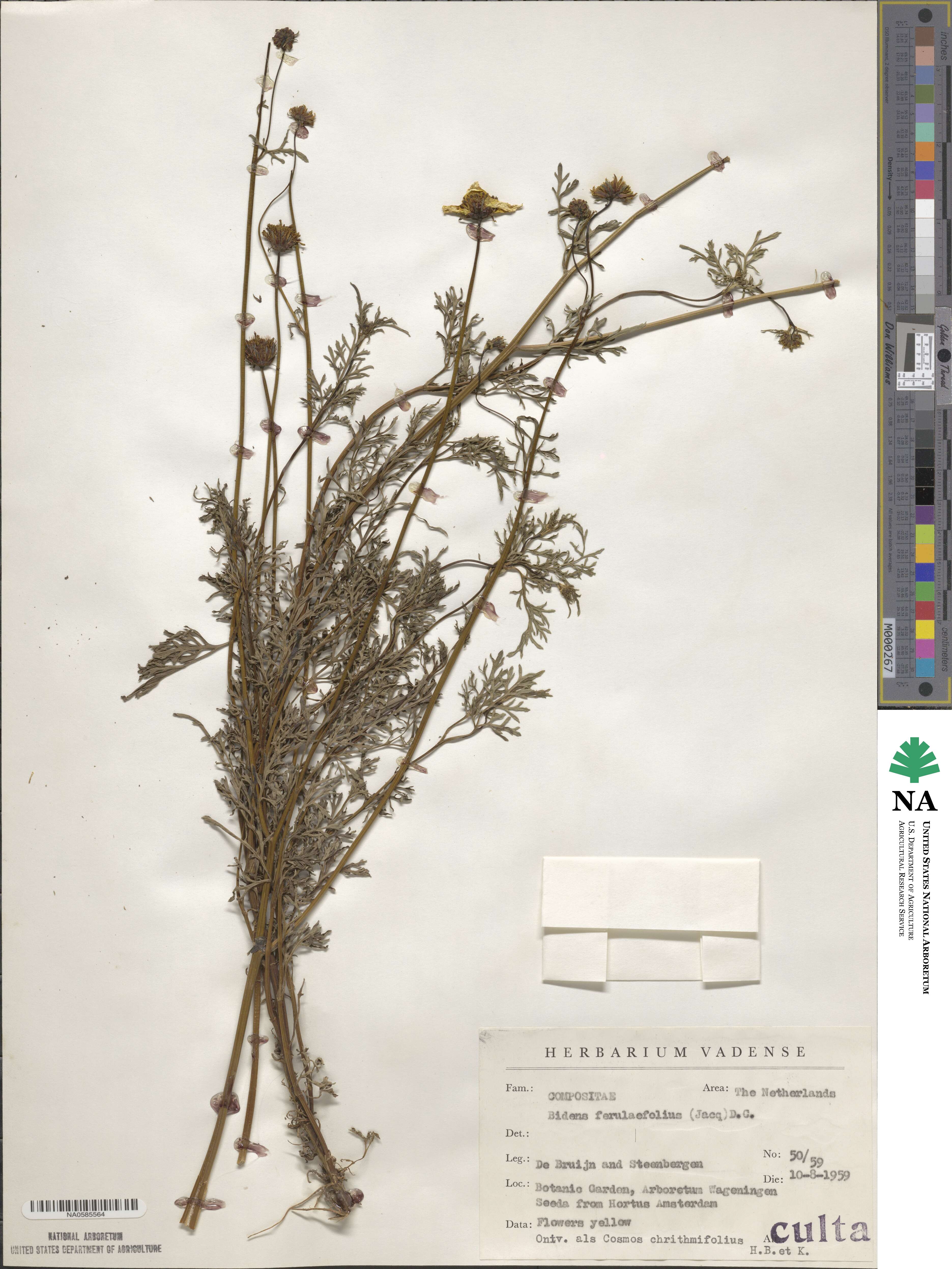 Bidens aurea image