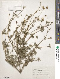 Bidens aurea image