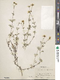 Bidens aurea image