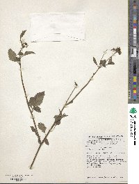 Bidens pilosa image