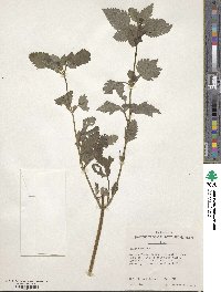 Bidens pilosa image