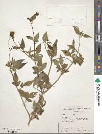 Bidens pilosa image