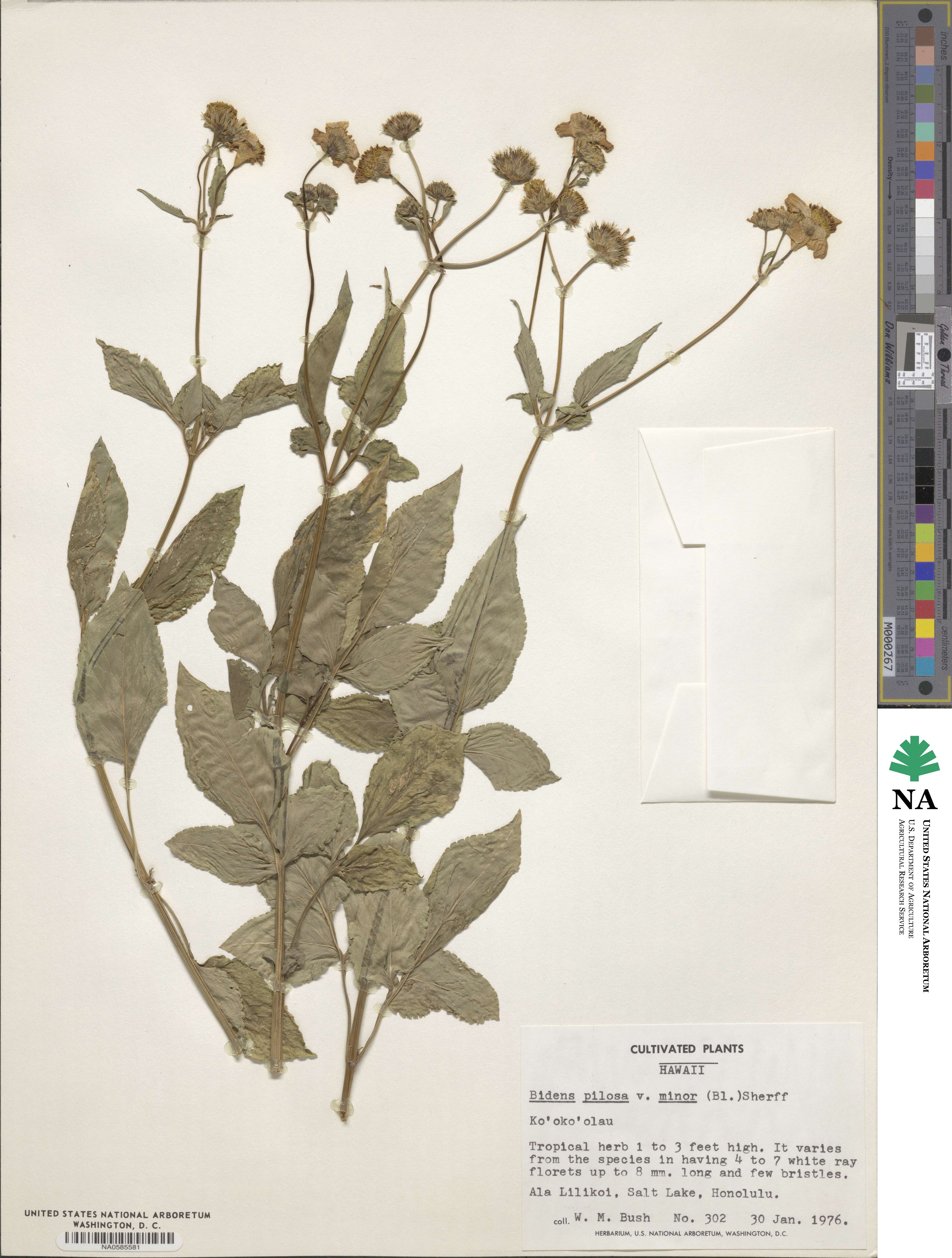 Bidens pilosa image