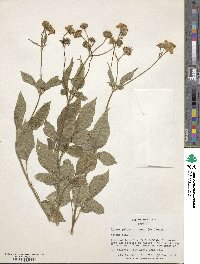 Bidens pilosa var. minor image