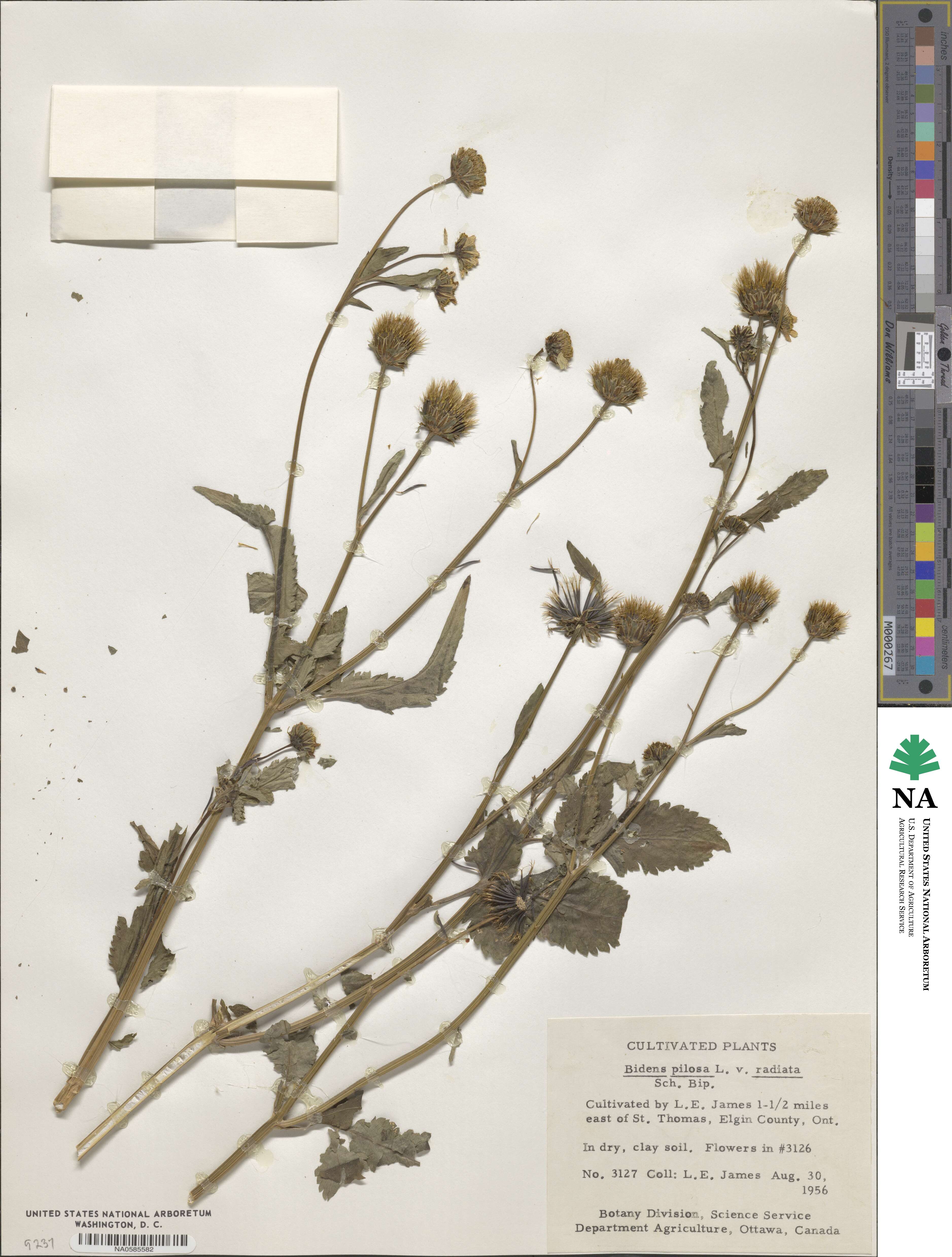 Bidens alba var. radiata image