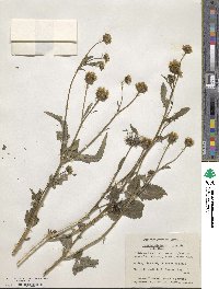 Bidens alba image