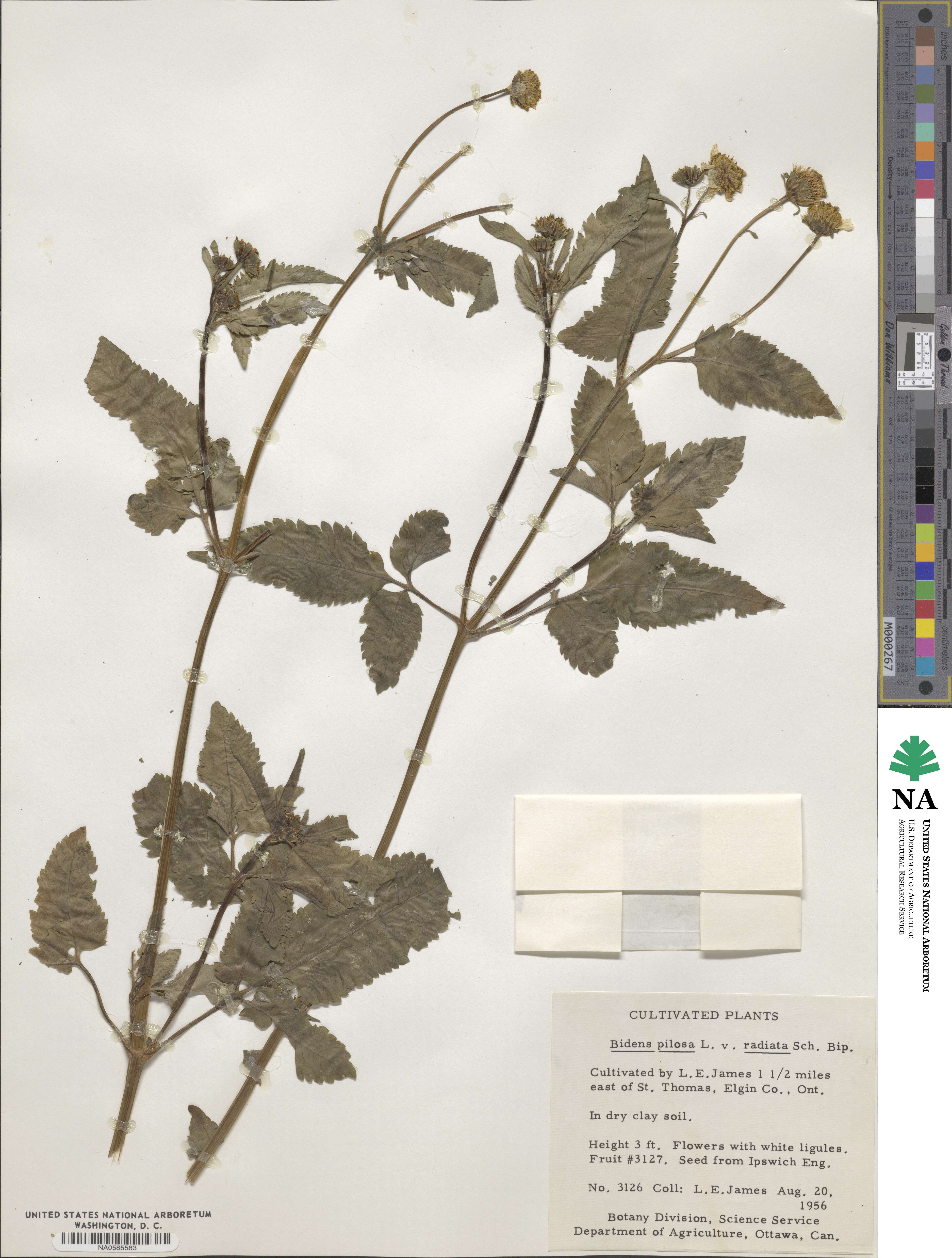 Bidens alba image