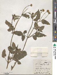 Bidens alba var. radiata image