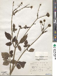 Bidens alba var. radiata image