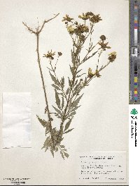 Bidens polylepis image