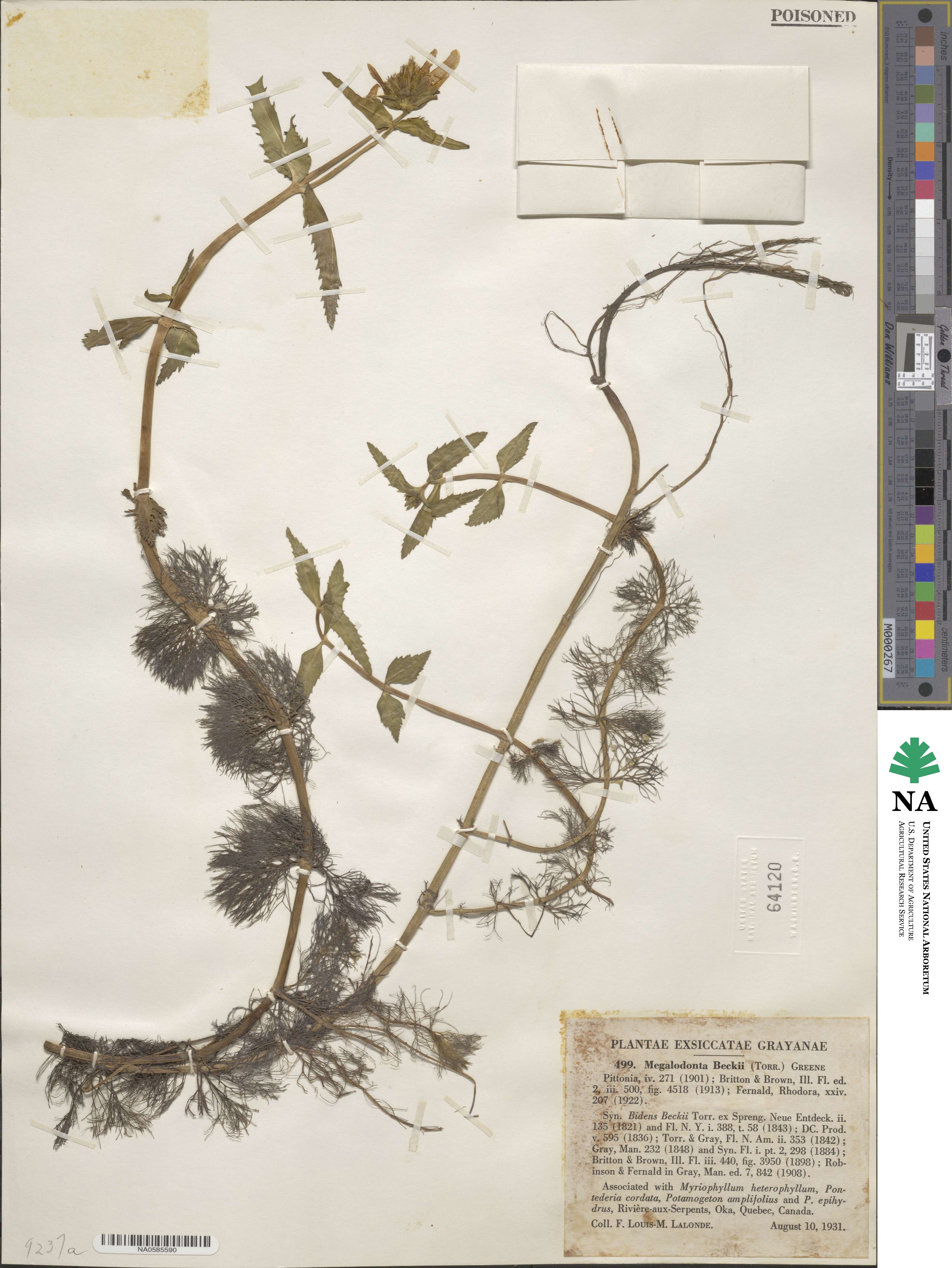 Bidens beckii image