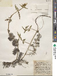 Bidens beckii image