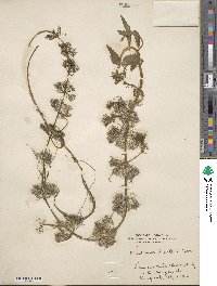 Bidens beckii image