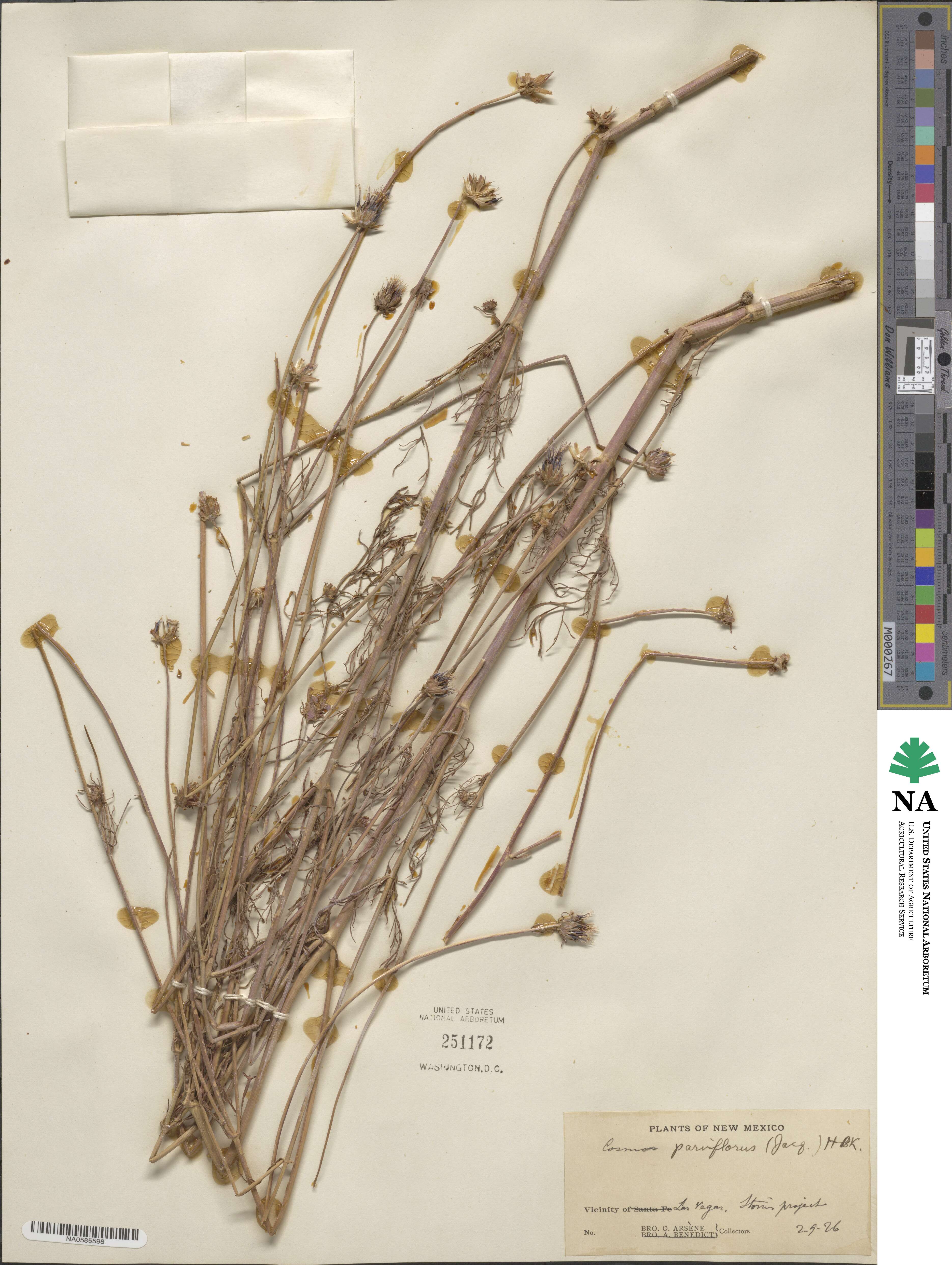Cosmos parviflorus image
