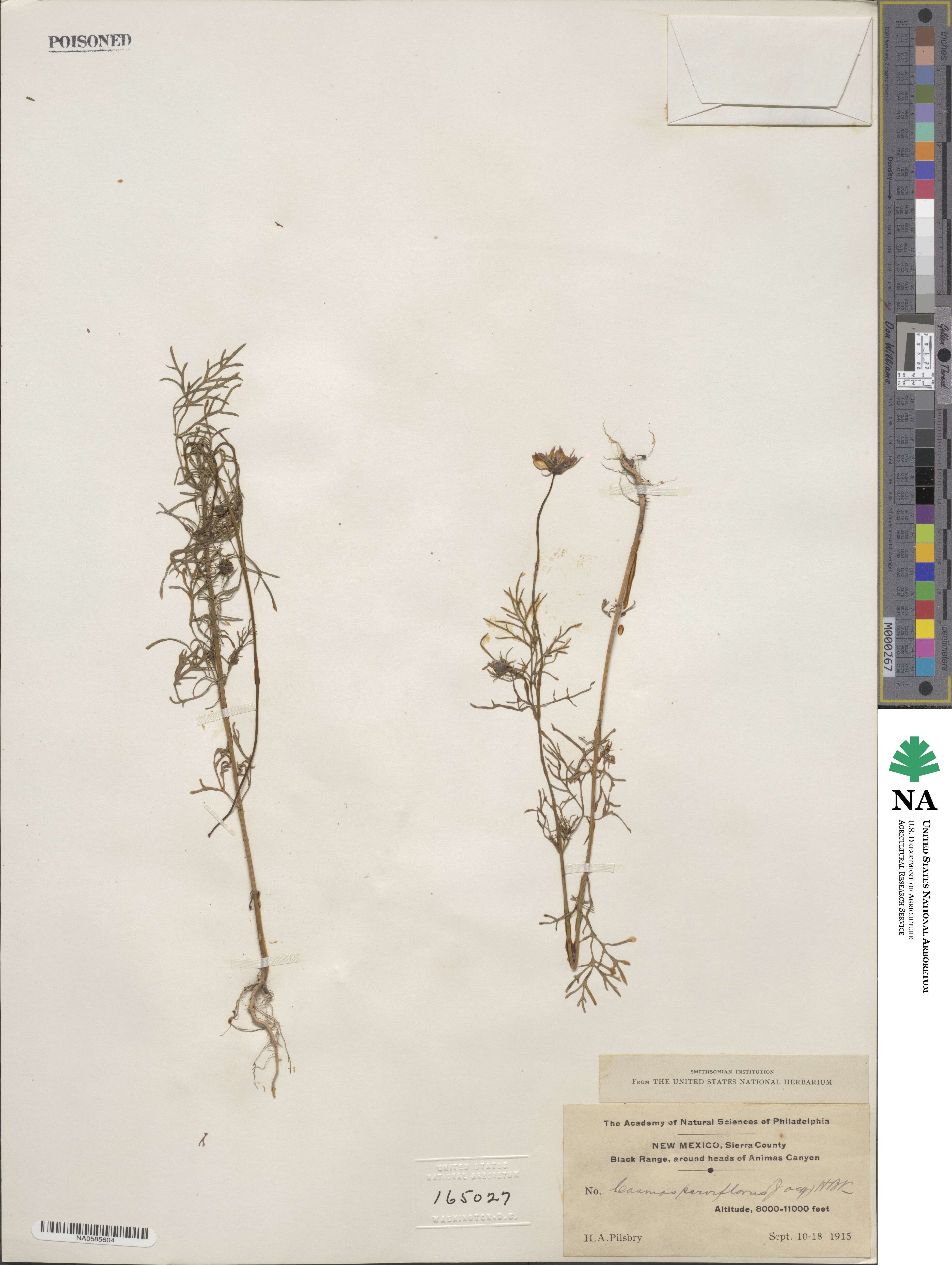 Cosmos parviflorus image