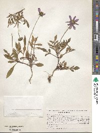 Cosmos diversifolius image